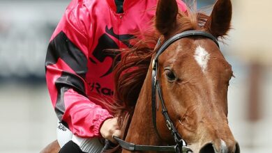 Tragedy as early Golden Slipper favorite DIES in freak training accident: ‘Devastating loss’