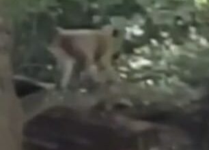 A local South Carolina town with roaming lab monkeys reveals a terrifying encounter with a ‘sick’ animal