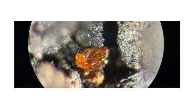 Amber first found in Antarctica