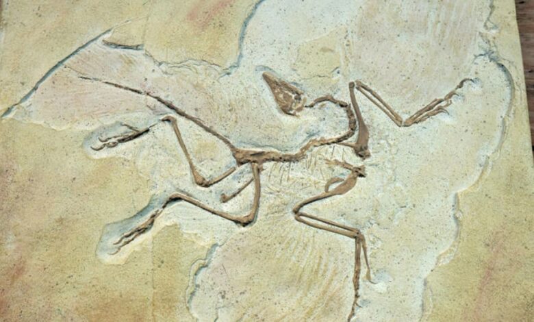 Ancient fossil bird skull reveals roots of bird intelligence