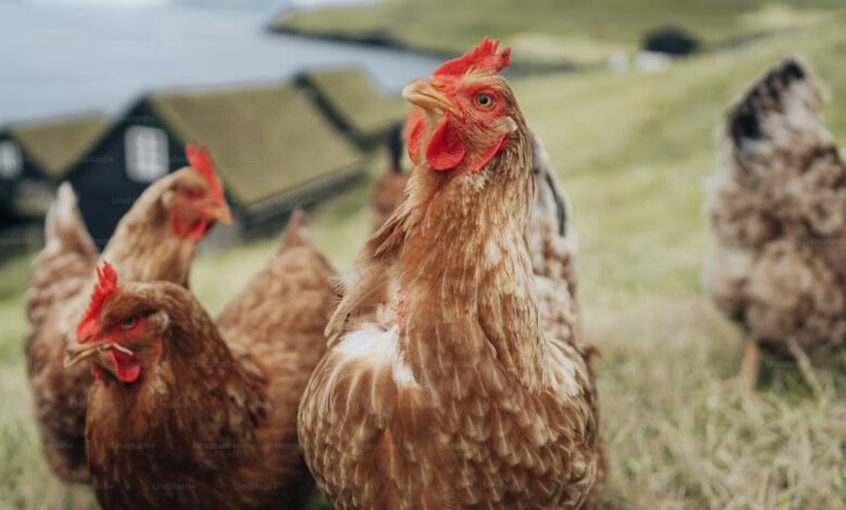 Bird flu cases in Washington rise among farm workers; Low risk of greater spread