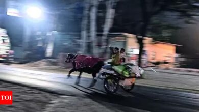 Bullock cart races at midnight create chaos on highways in western UP | India News – Times of India