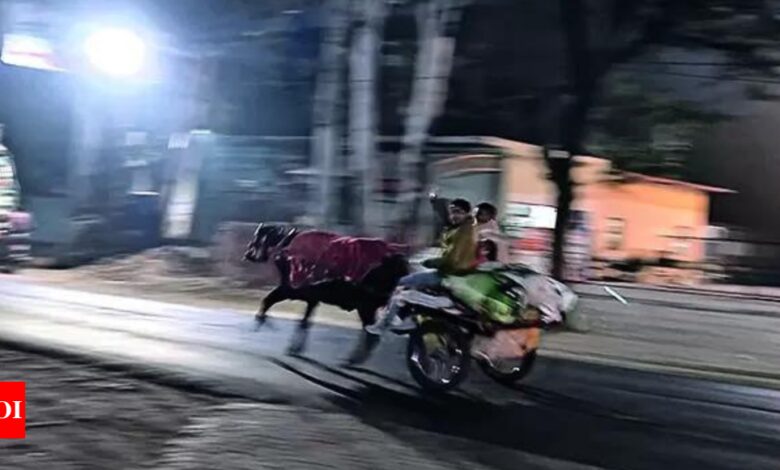 Bullock cart races at midnight create chaos on highways in western UP | India News – Times of India