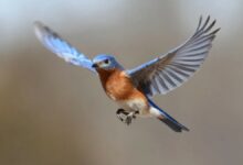 Can feather-like flaps improve flight performance and reduce drag?