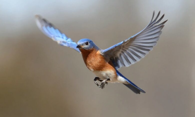 Can feather-like flaps improve flight performance and reduce drag?