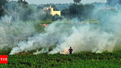 Center doubles punishment for stubble burning | India News – Times of India