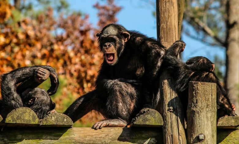 Chimpanzees’ task performance improves with a human audience, research shows