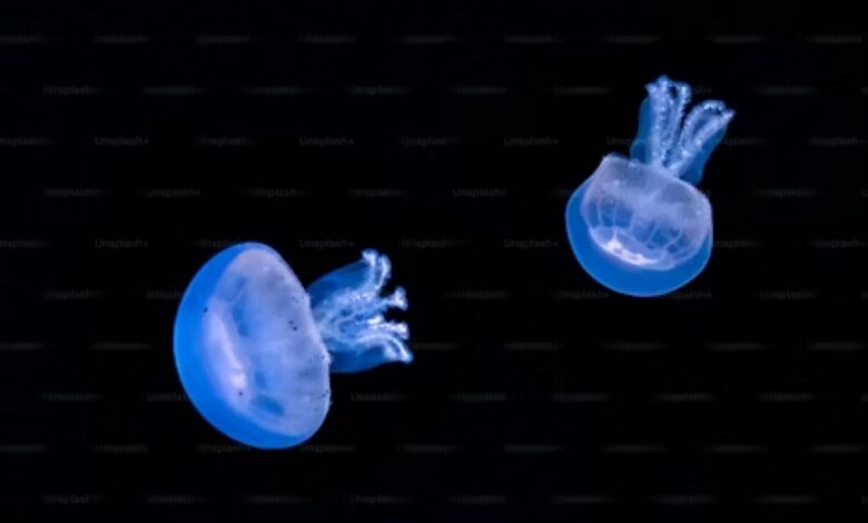 Did you know that comb jellies can become babies again?