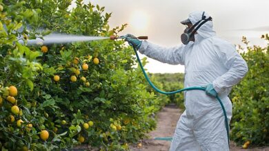 Doctors think they’ve solved the mystery of rising bowel cancer rates in young people – it could be in your fruit and vegetable section