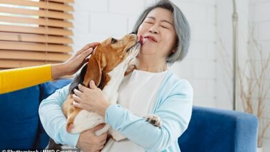 Does cancer have a smell? Pet owners tell amazing stories of dogs detecting diseases and saving their lives