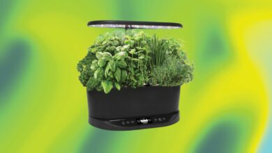 Grow fresh vegetables and herbs on your countertop with this hydroponic garden, now with a 50% discount