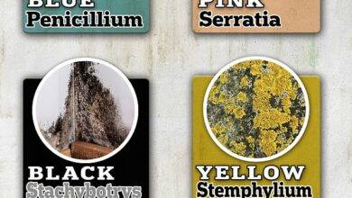 How dangerous is mold in your home? Experts break down the different colors – and when you should worry