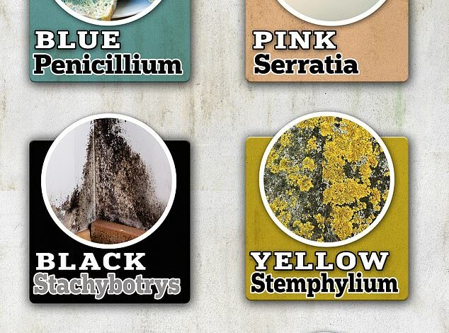 How dangerous is mold in your home? Experts break down the different colors – and when you should worry