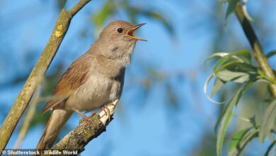 How listening to natural sounds like birdsong reduces stress, while traffic noise increases it