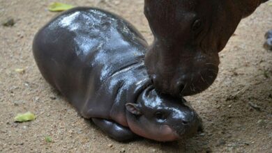 How to Watch Moo Deng, the Cheeky, Viral Pygmy Hippopotamus on a 24/7 Live Stream