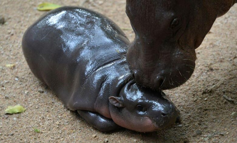 How to Watch Moo Deng, the Cheeky, Viral Pygmy Hippopotamus on a 24/7 Live Stream