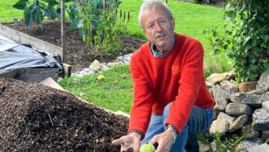 I transformed my winter garden with a £6.49 bag of ‘black gold’