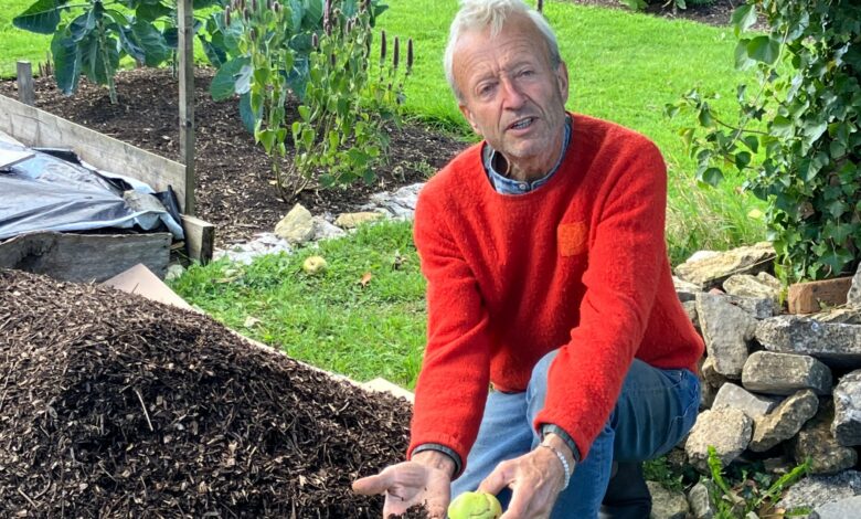 I transformed my winter garden with a £6.49 bag of ‘black gold’