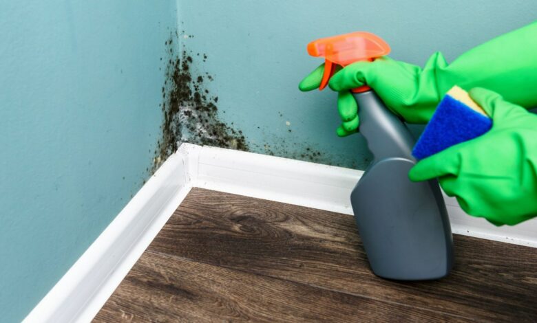 I’m a home expert: try these five £1 hacks to banish mold and condensation