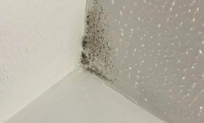 I’ve tried every product to remove mold – a £1 purchase on Amazon was a lifesaver