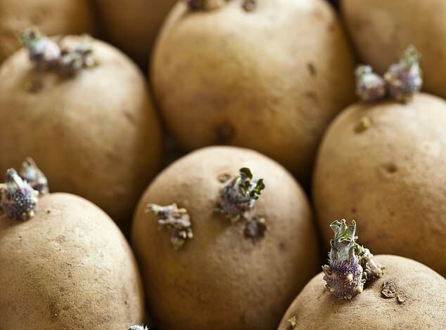 Killer potatoes! Doctor Warns of Subtle Signs Your Beeps Could Be Toxic (And It’s Not Just the Color)