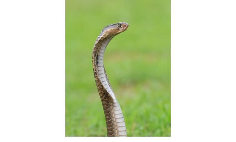 King cobras actually consist of four species, scientists confirm after years of research.