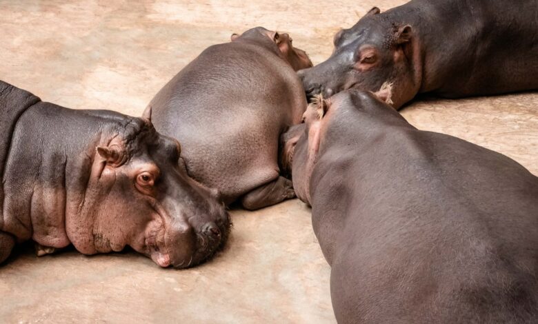 Meet Haggis: the new pygmy hippo calf born at Edinburgh Zoo