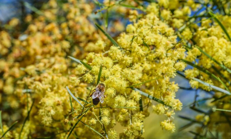 Meta’s plan for a nuclear data center has reportedly been undone by bees