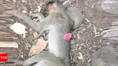 More than 100 monkeys die after inhaling pesticides in food, secretly buried | India News – Times of India