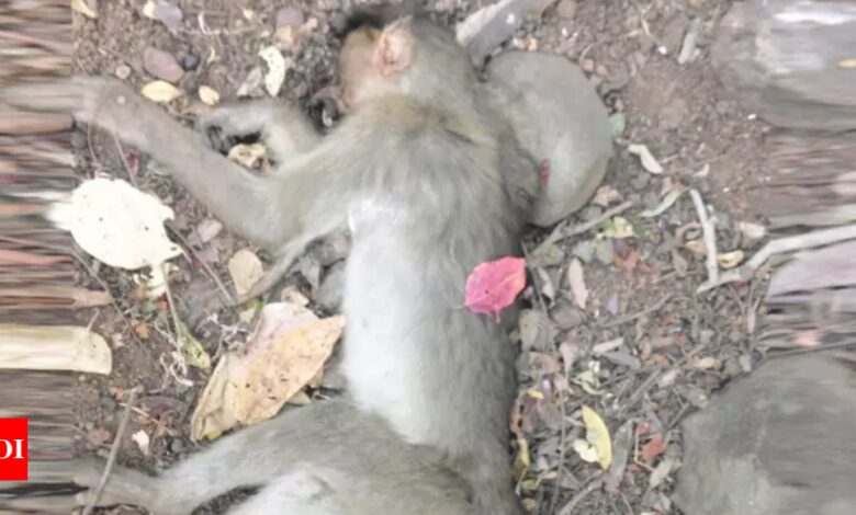 More than 100 monkeys die after inhaling pesticides in food, secretly buried | India News – Times of India