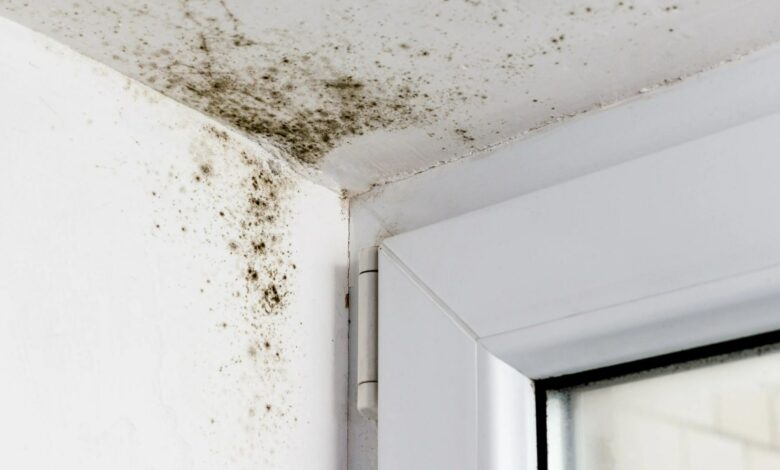 My house was covered in mold from damp, but a 10 cent hack saved me