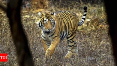 NTCA orders probe into 25 missing tigers from Ranthambore | India News – Times of India