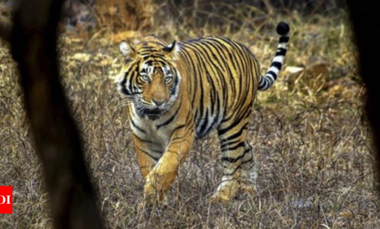 NTCA orders probe into 25 missing tigers from Ranthambore | India News – Times of India