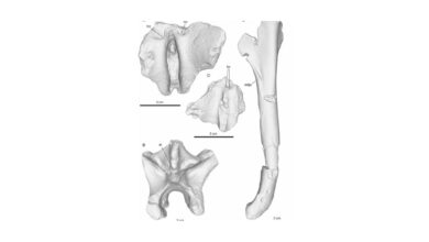 New 3D fossil scans reveal when humans started walking on two feet