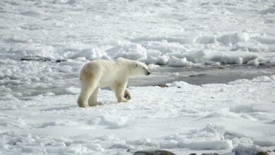 New study reveals weaker Atlantic current could mitigate Arctic warming