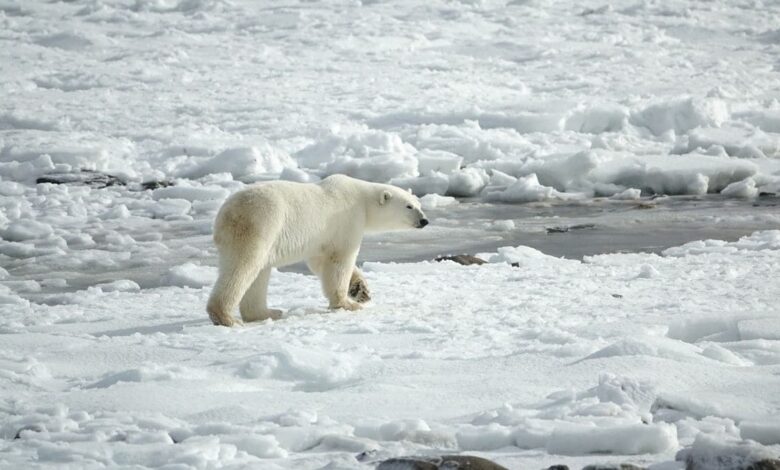 New study reveals weaker Atlantic current could mitigate Arctic warming