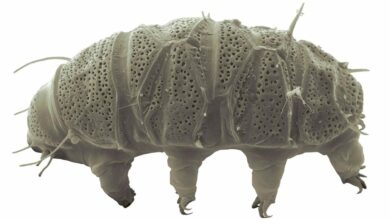 New tardigrade species shows how it survives extreme exposure to radiation