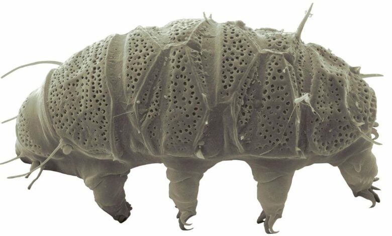 New tardigrade species shows how it survives extreme exposure to radiation