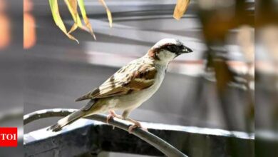 ‘Now sparrows can only be seen in photos, videos’: PM Modi | India News – Times of India