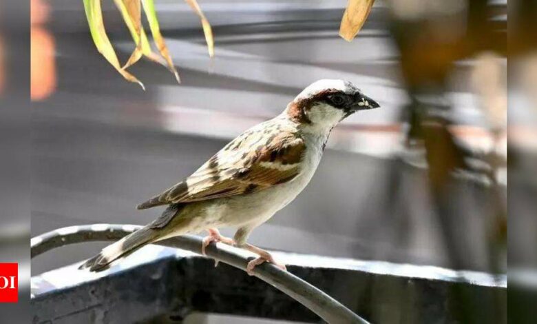 ‘Now sparrows can only be seen in photos, videos’: PM Modi | India News – Times of India