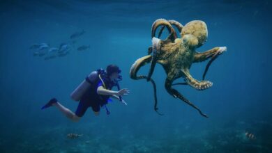 Octopuses could become the next dominant species on Earth if humans become extinct