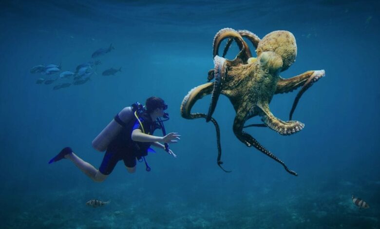 Octopuses could become the next dominant species on Earth if humans become extinct