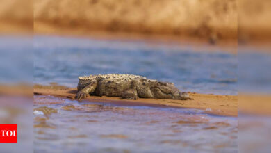 Odisha: 12 baby gharials released in Satkosia gorge | India News – Times of India