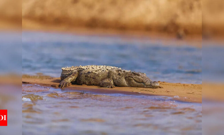 Odisha: 12 baby gharials released in Satkosia gorge | India News – Times of India