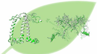 Osaka University reveals 3D structure of photosynthetic antenna