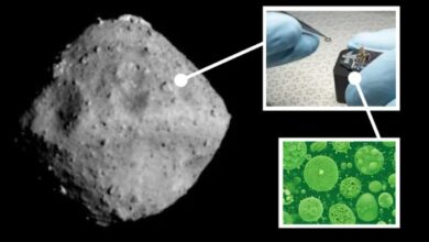 Ryugu sample study reveals microbes on Earth colonizing asteroid material