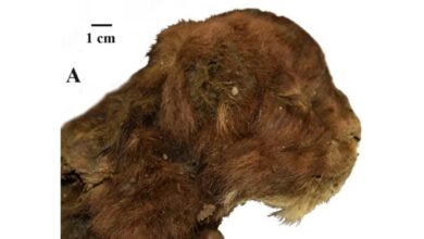 Saber-toothed cat preserved for 37,000 years, found in Siberian ice