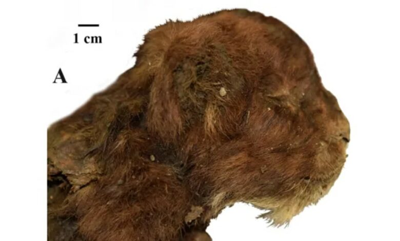 Saber-toothed cat preserved for 37,000 years, found in Siberian ice