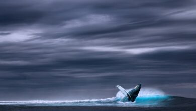 Scientists are testing the hearing ability of baleen whales for the first time