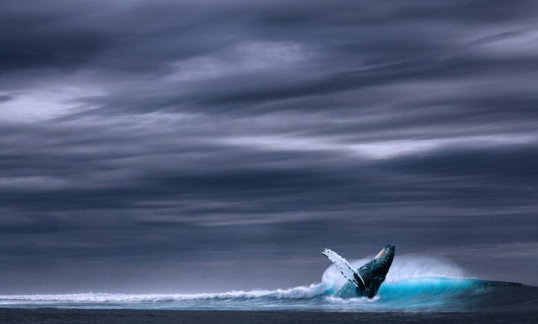 Scientists are testing the hearing ability of baleen whales for the first time